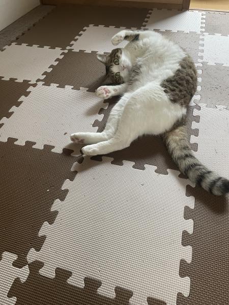 猫の写真
