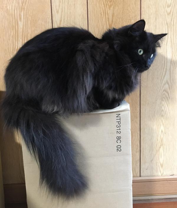 千葉県香取郡多古町でミックス 黒猫長毛が迷子です 迷子猫 保護猫の掲示板 迷い猫を探しています