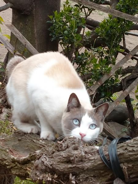 群馬県前橋市青梨子町で雑種（日本猫）が迷子です。｜迷子猫・保護猫の掲示板