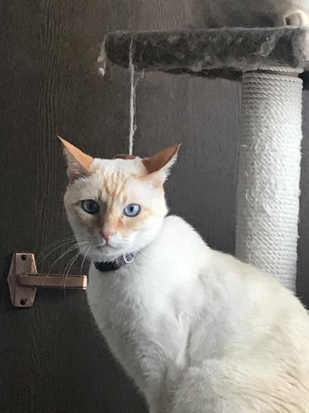 北海道旭川市で雑種が迷子です 迷子猫 保護猫の掲示板