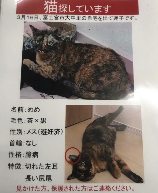 静岡県富士宮市で雑種が迷子です 迷子猫 保護猫の掲示板 迷い猫を探しています