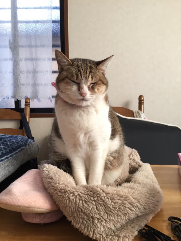 千葉県船橋市芝山で雑種が迷子です。|迷子猫・保護猫の掲示板