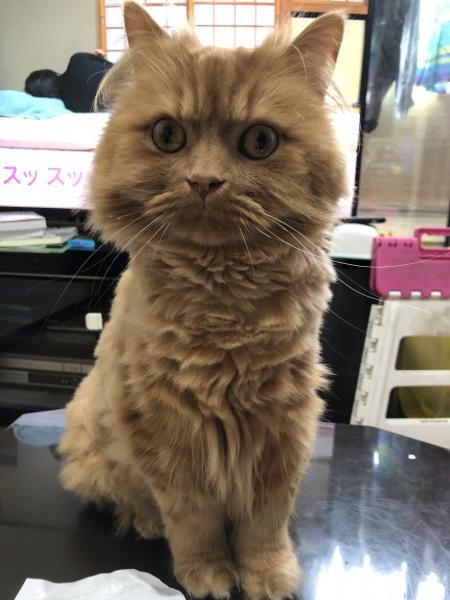 京都府京都市右京区でスコティッシュフォールドが迷子です 迷子猫 保護猫の掲示板 迷い猫を探しています