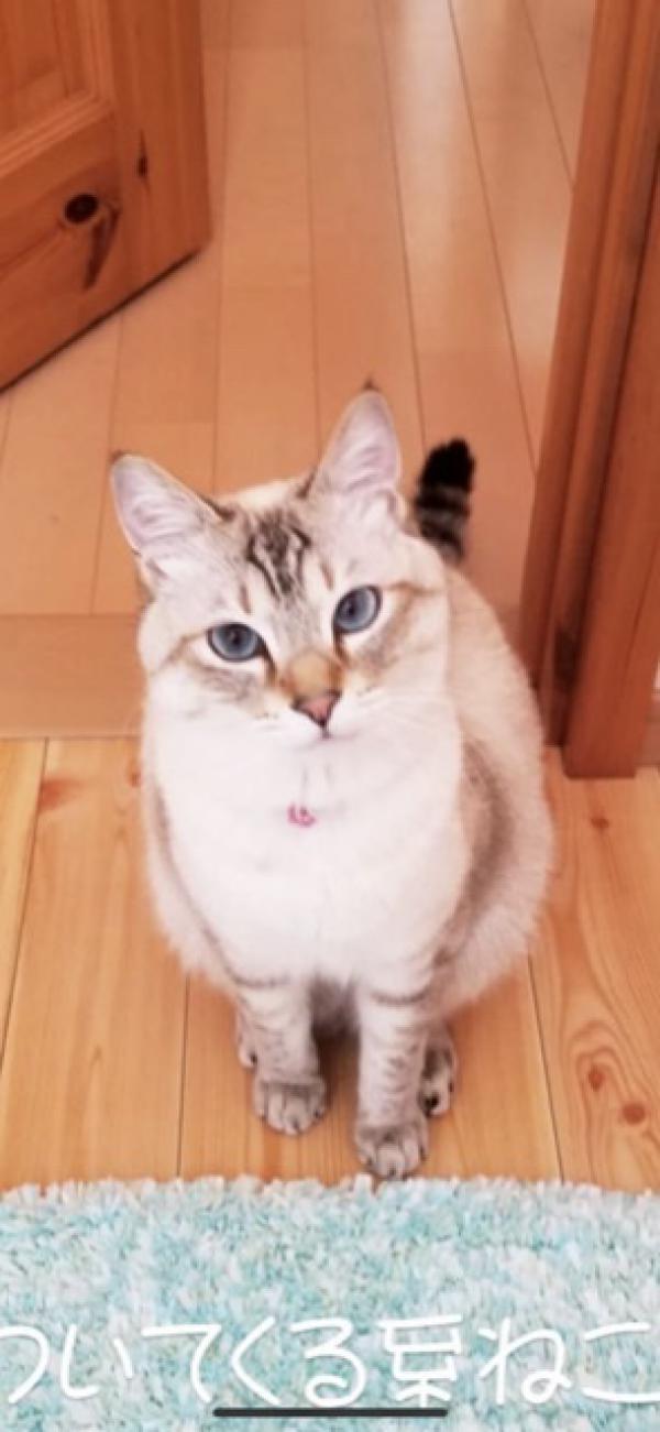 大阪府四條畷でシャムトラが迷子です 迷子猫 保護猫の掲示板 迷い猫を探しています