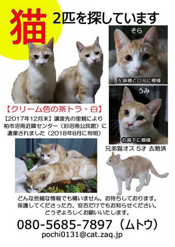 千葉県柏市で雑種が迷子です 迷子猫 保護猫の掲示板 迷い猫を探しています