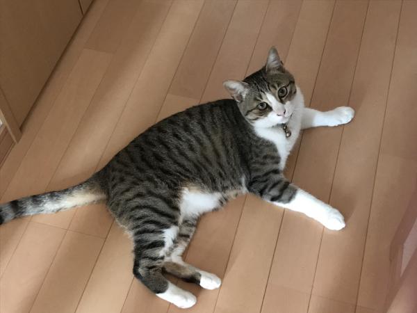 滋賀県守山市で雑種を保護しました 迷子猫 保護猫の掲示板 迷い猫を探しています