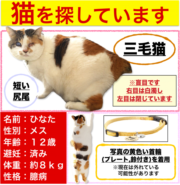 千葉県船橋市で雑種が迷子です 迷子猫 保護猫の掲示板 迷い猫を探しています