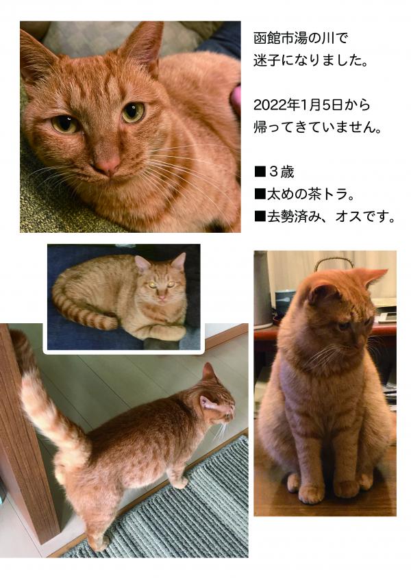 北海道函館市湯の川で茶トラが迷子です 迷子猫 保護猫の掲示板