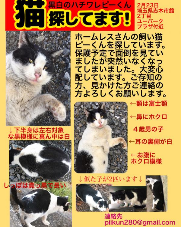 埼玉県志木市と入間市ではちわれが迷子です 迷子猫 保護猫の掲示板