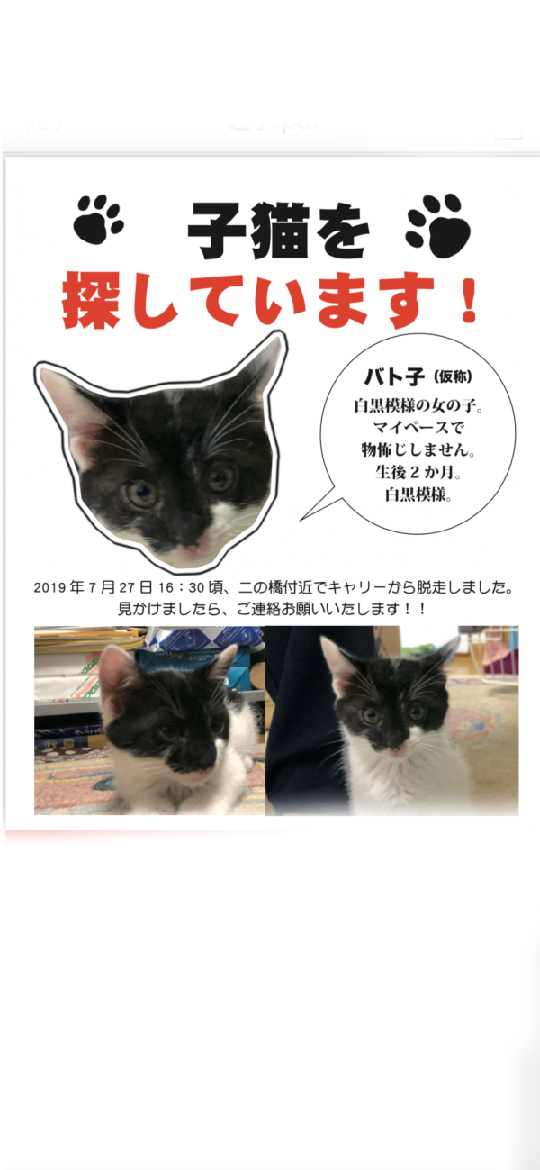 東京都世田谷区で白黒雑種が迷子です 迷子猫 保護猫の掲示板 迷い猫を探しています
