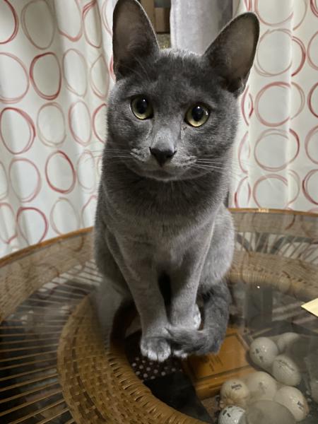 愛知県名古屋市中村区鈍池町のコラットは解決しました。|迷子猫・保護