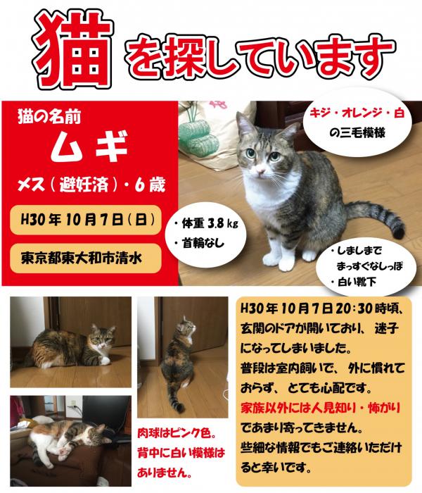 東京都東大和市で雑種 三毛猫が迷子です 迷子猫 保護猫の掲示板 迷い猫を探しています