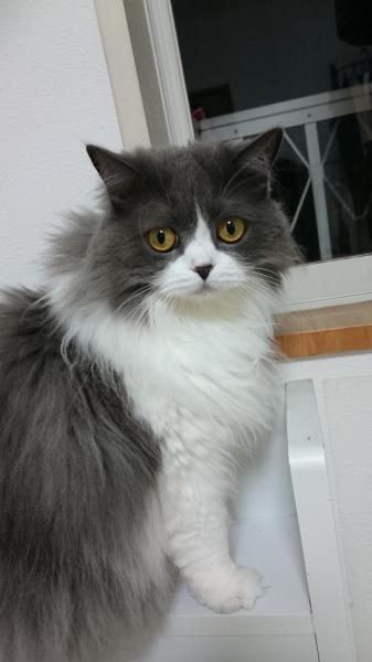 埼玉県戸田市で迷子猫が迷子です 迷子猫 保護猫の掲示板 迷い猫を探しています