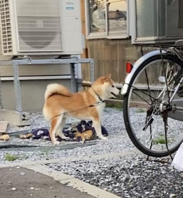 犬の写真