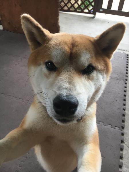 滋賀県近江八幡市で柴犬が迷子です 迷子犬 保護犬の掲示板 迷い犬を探しています