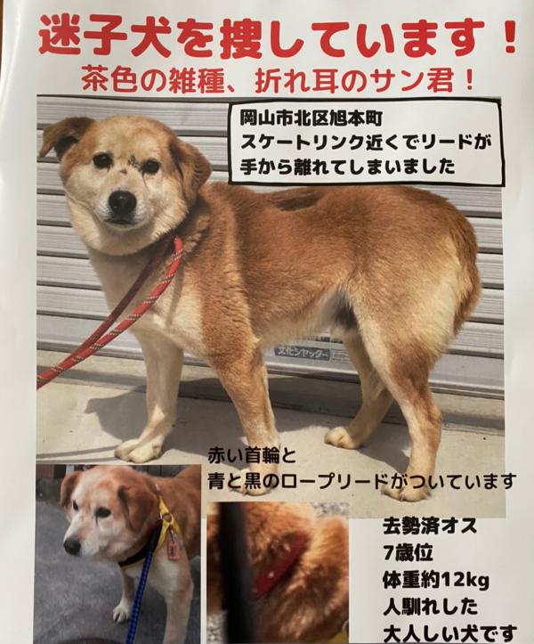 岡山県岡山市中区旭本町で雑種が迷子です 迷子犬 保護犬の掲示板