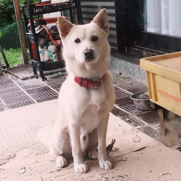 福岡県宮若市で雑種 柴犬のような見た目 が迷子です 迷子犬 保護犬の掲示板 迷い犬を探しています