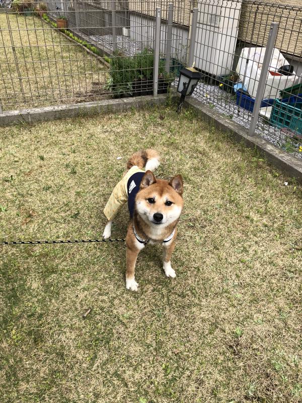 千葉県松戸市六高台で柴犬が迷子です。｜迷子犬・保護犬の掲示板‐迷い犬を探しています