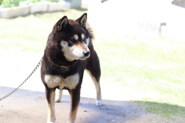 愛知県一宮市で柴犬 黒 が迷子です 迷子犬 保護犬の掲示板