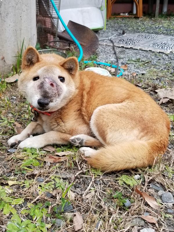 保護 犬 福岡 ピクチャー ニュース