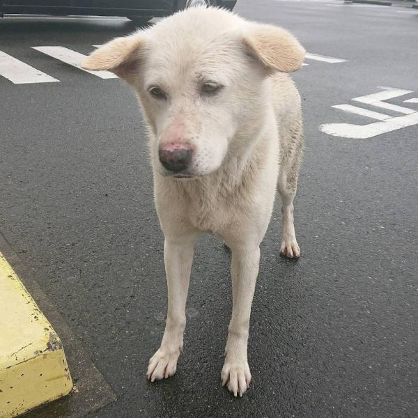 愛知県津島市越津町柳之内で雑種を保護しました 迷子犬 保護犬の掲示板 迷い犬を探しています