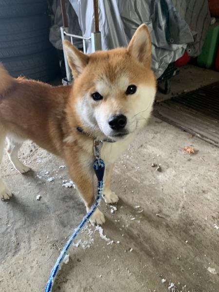 秋田県潟上市で柴犬を保護しました 迷子犬 保護犬の掲示板