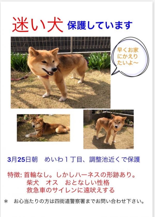 千葉県四街道市で柴犬を保護しました 迷子犬 保護犬の掲示板 千葉県四街道市で柴犬を保護しました 迷子犬 保護犬の掲示板