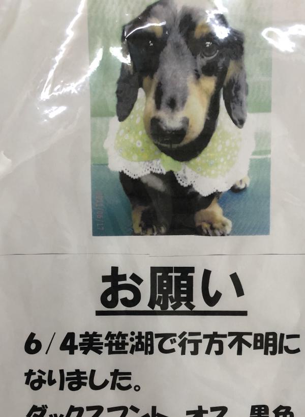 長野県佐久市でミニチュアダックスフントが迷子です 迷子犬 保護犬の掲示板 迷い犬を探しています
