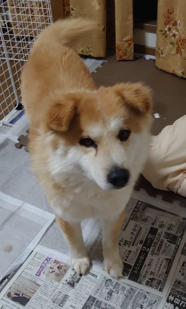 三重県菰野町で雑種を保護しました。｜迷子犬・保護犬の掲示板