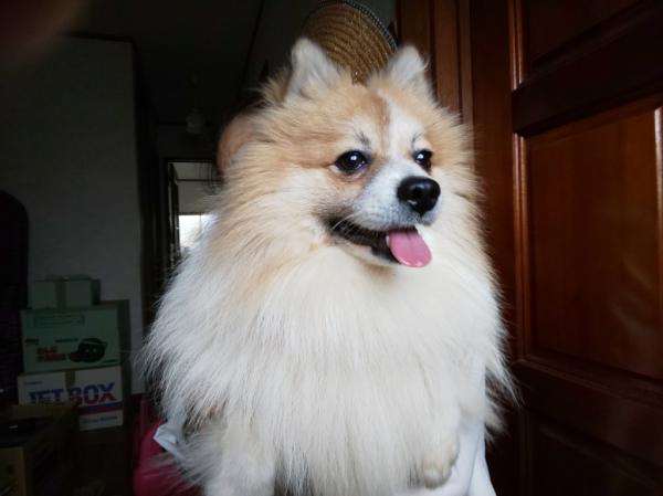 千葉県八街市でポメラニアンを保護しました 迷子犬 保護犬の掲示板 迷い犬を探しています