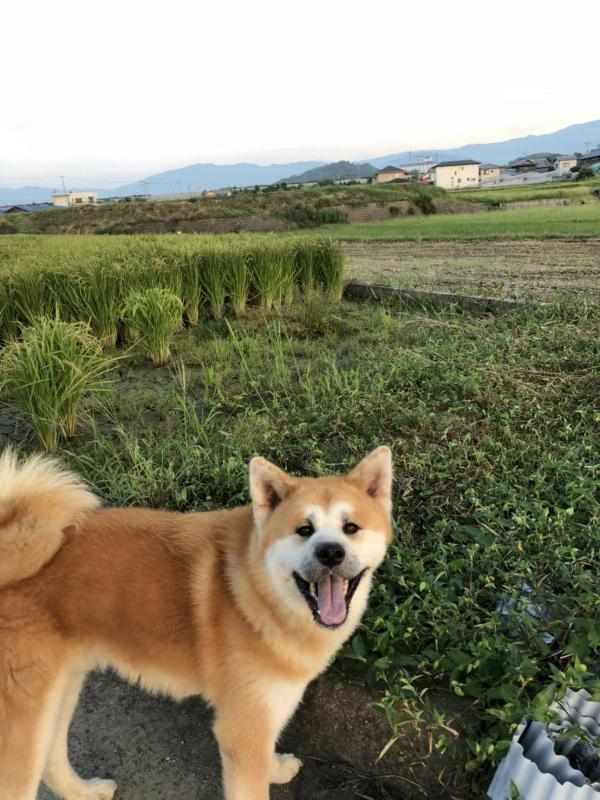 香川県観音寺市で秋田犬が迷子です。｜迷子犬・保護犬の掲示板‐迷い犬を探しています