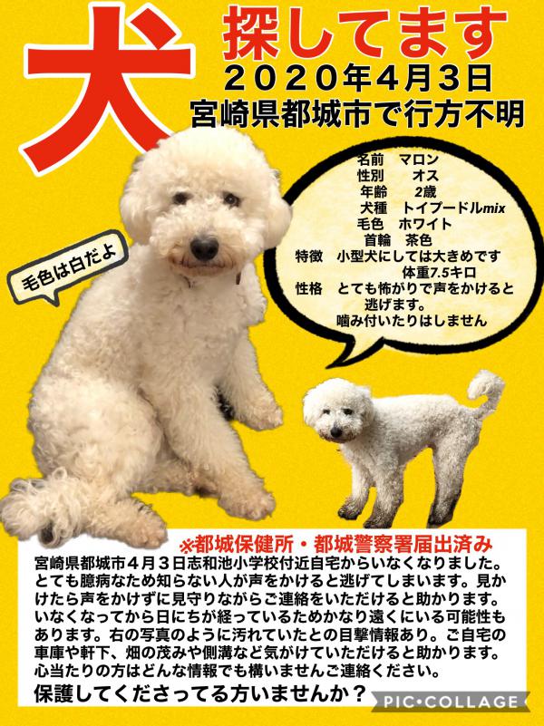 宮崎県都城市でホワイトトイプードルが迷子です。｜迷子犬・保護犬の掲示板‐迷い犬を探しています