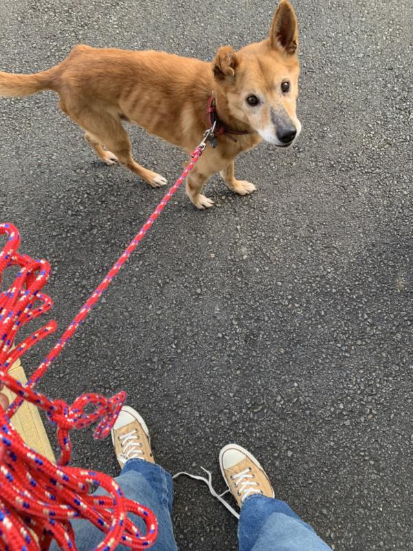 静岡県島田市東町で迷子犬を保護しました。｜迷子犬・保護犬の掲示板‐迷い犬を探しています