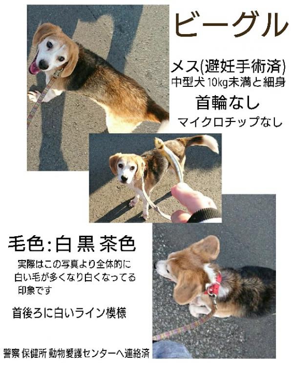 群馬県伊勢崎市境下武士でビーグルが迷子です 迷子犬 保護犬の掲示板 迷い犬を探しています