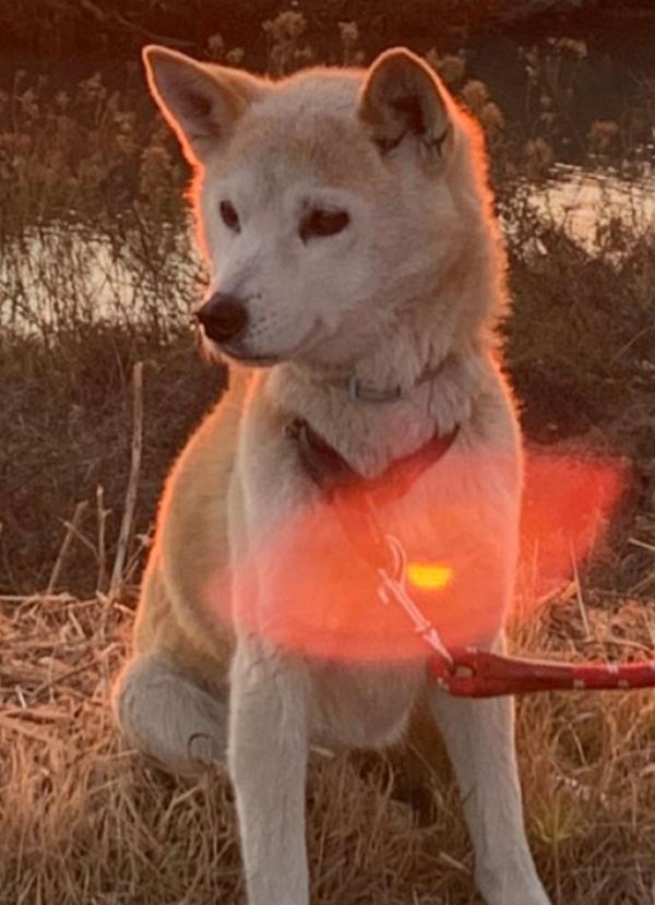 岐阜県養老郡で柴犬が迷子です 迷子犬 保護犬の掲示板