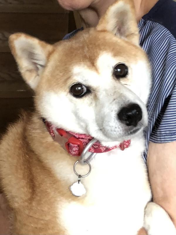 東京都武蔵村山市で柴犬が迷子です 迷子犬 保護犬の掲示板