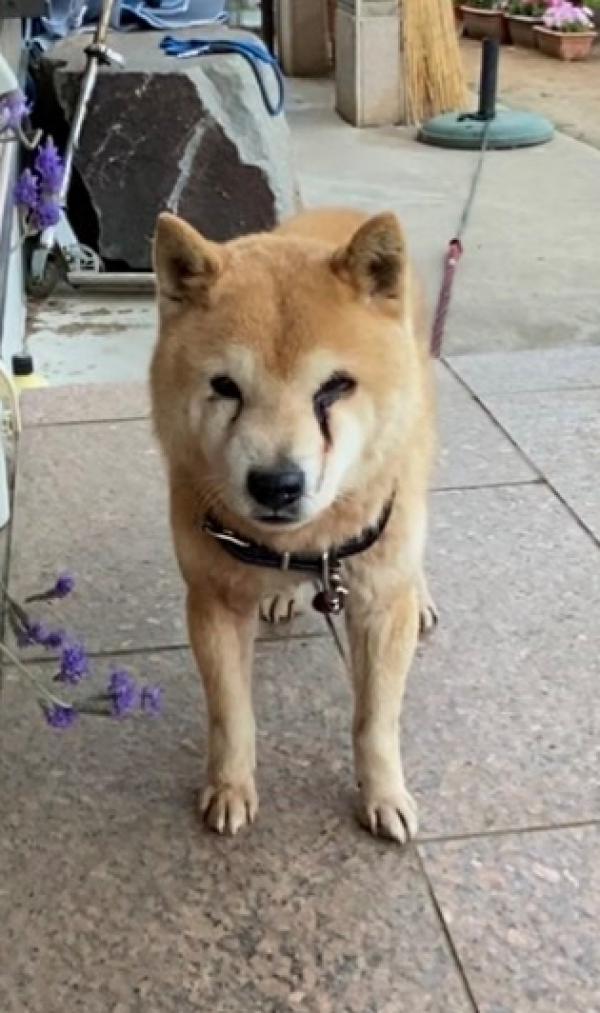 茨城県常総市菅生町の豆柴は解決しました 迷子犬 保護犬の掲示板