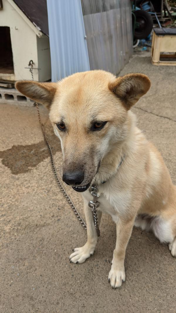 愛知県一宮市で柴犬 ミックス が迷子です 迷子犬 保護犬の掲示板