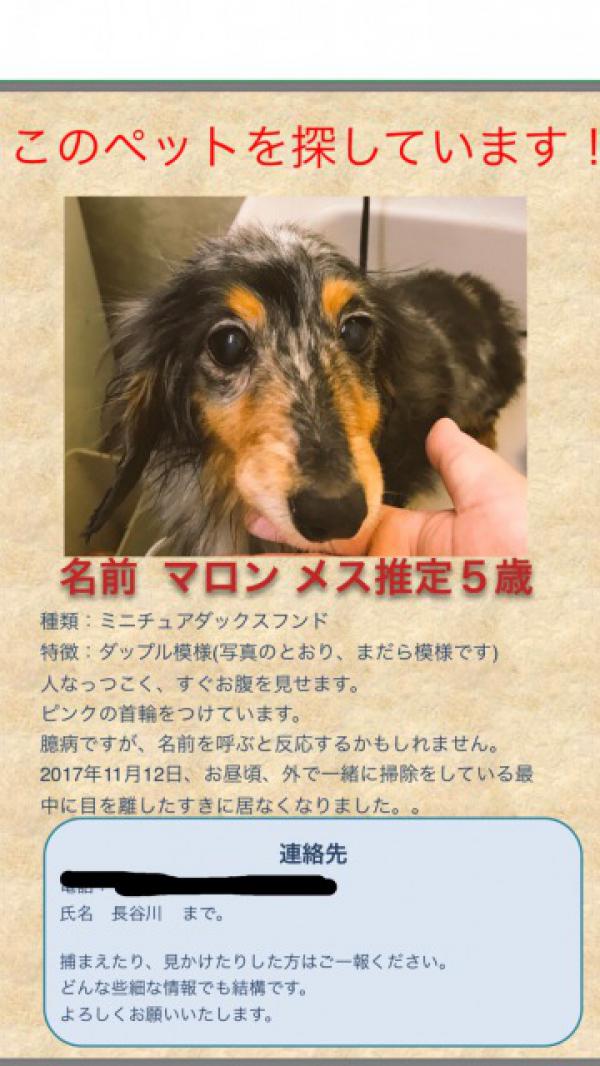 愛知県一宮市でミニチュアダックスが迷子です 迷子犬 保護犬の掲示板