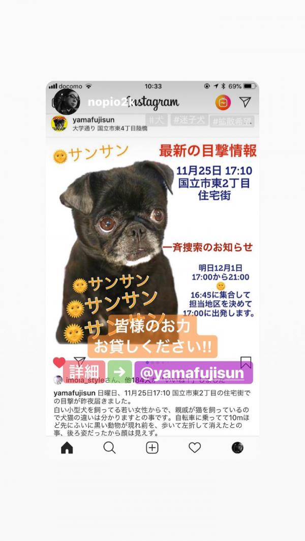 東京都国立市でプチブラバンソンが迷子です 迷子犬 保護犬の掲示板 迷い犬を探しています