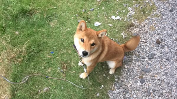 栃木県矢板市で柴犬が迷子です 迷子犬 保護犬の掲示板 迷い犬を探しています