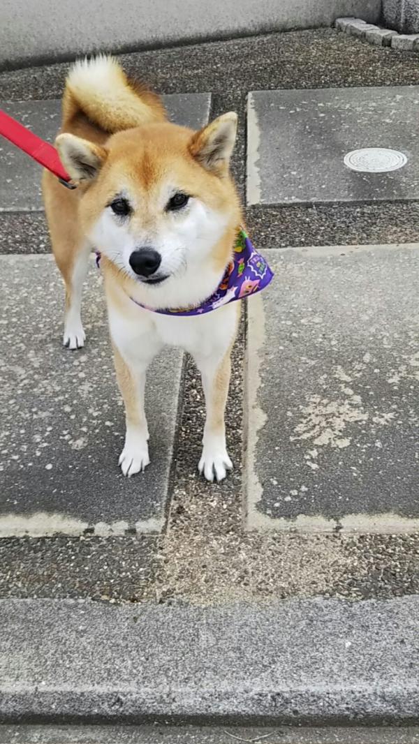 大阪府堺市南区で柴犬を保護しました。｜迷子犬・保護犬の掲示板‐迷い犬を探しています