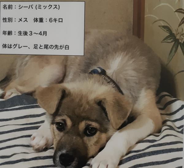 北海道札幌市でミックスが迷子です。｜迷子犬・保護犬の掲示板‐迷い犬を探しています