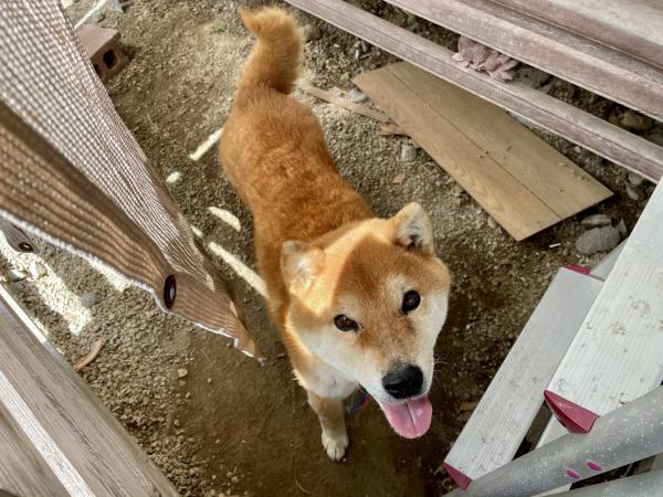 佐賀県佐賀市大和町の柴犬は解決しました 迷子犬 保護犬の掲示板