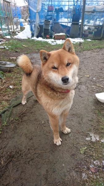 山形県東根市で柴が迷子です 迷子犬 保護犬の掲示板 迷い犬を探しています