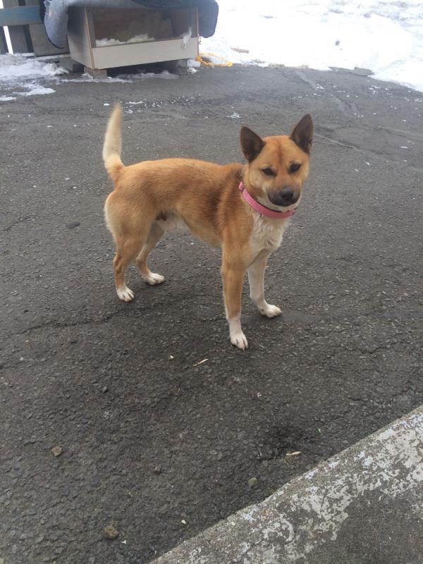 北海道釧路市で雑種が迷子です 迷子犬 保護犬の掲示板 迷い犬を探しています