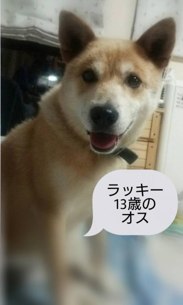 北海道釧路市で雑種が迷子です 迷子犬 保護犬の掲示板