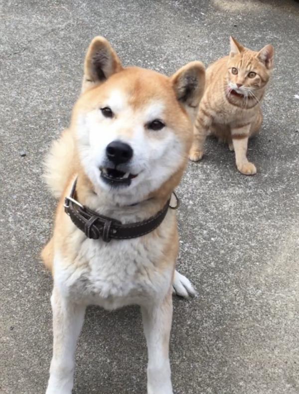 高知県南国市十市の柴犬は解決しました。｜迷子犬・保護犬の掲示板‐迷い犬を探しています