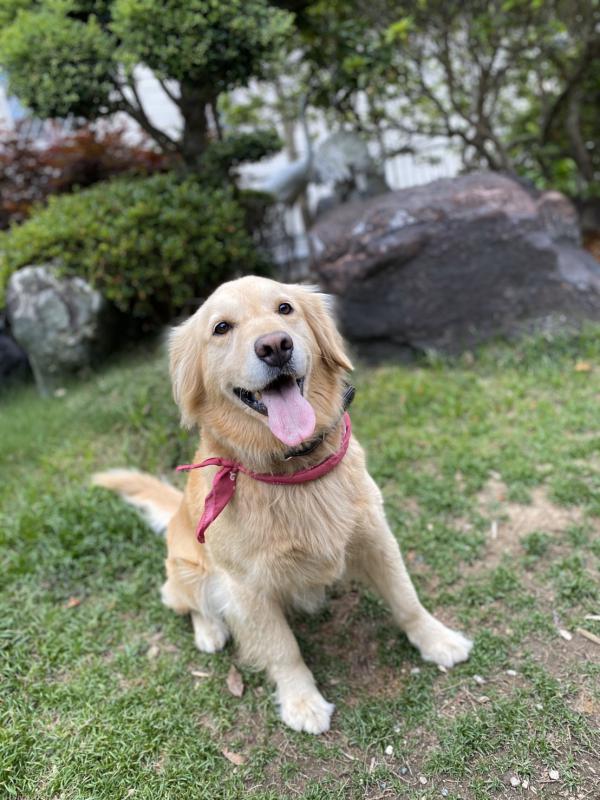 愛知県豊川市でゴールデンレトリバーが迷子です 迷子犬 保護犬の掲示板 迷い犬を探しています