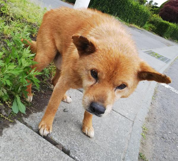 青森県南部町で迷子犬を保護しました。｜迷子犬・保護犬の掲示板